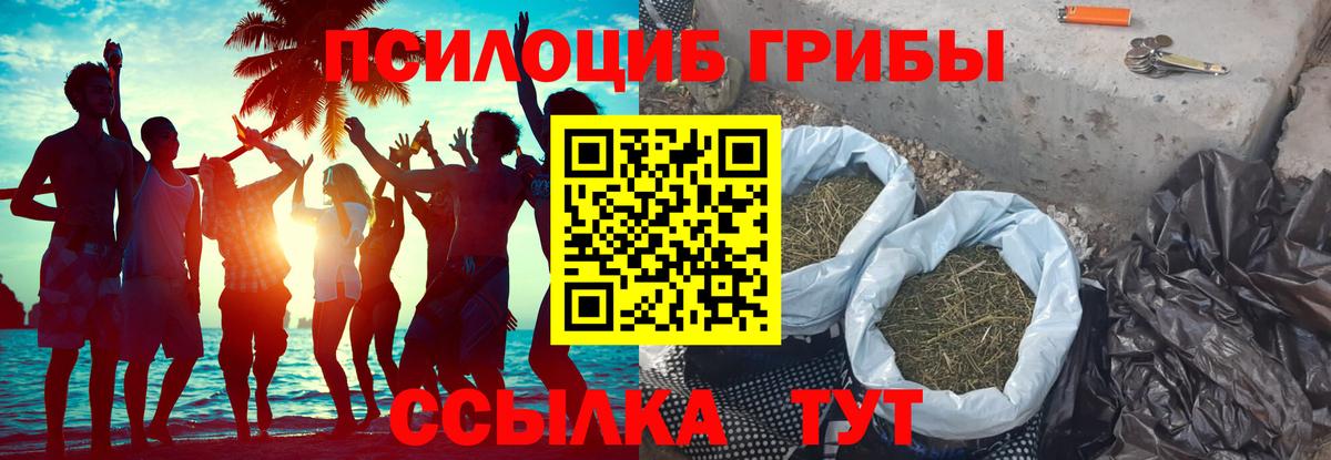 Галлюциногенные грибы Psilocybe  Вход с VPN  Серов 